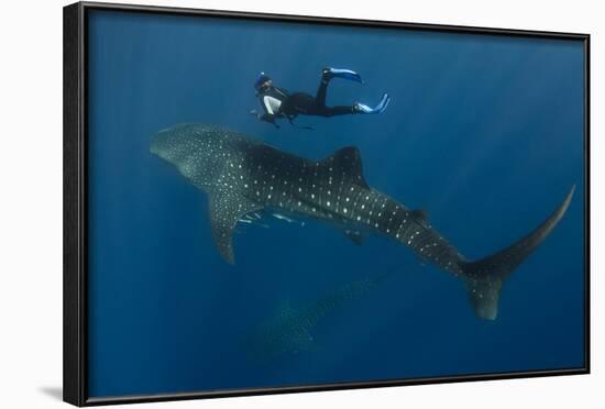 Whale Shark and Tourist. Cenderawasih Bay, West Papua, Indonesia-Pete Oxford-Framed Photographic Print