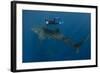 Whale Shark and Tourist. Cenderawasih Bay, West Papua, Indonesia-Pete Oxford-Framed Photographic Print