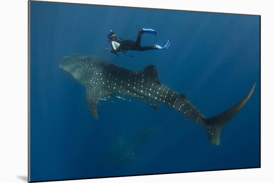 Whale Shark and Tourist. Cenderawasih Bay, West Papua, Indonesia-Pete Oxford-Mounted Photographic Print