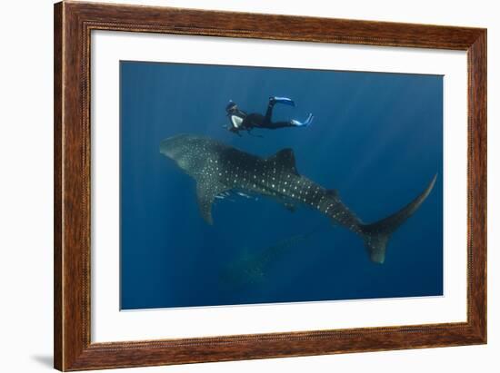 Whale Shark and Tourist. Cenderawasih Bay, West Papua, Indonesia-Pete Oxford-Framed Photographic Print