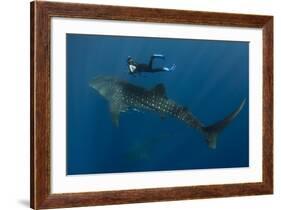 Whale Shark and Tourist. Cenderawasih Bay, West Papua, Indonesia-Pete Oxford-Framed Photographic Print