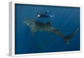 Whale Shark and Tourist. Cenderawasih Bay, West Papua, Indonesia-Pete Oxford-Framed Photographic Print