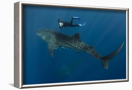 Whale Shark and Tourist. Cenderawasih Bay, West Papua, Indonesia-Pete Oxford-Framed Photographic Print