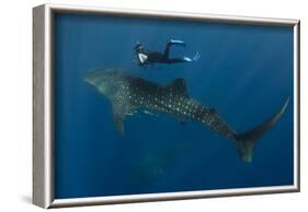 Whale Shark and Tourist. Cenderawasih Bay, West Papua, Indonesia-Pete Oxford-Framed Photographic Print