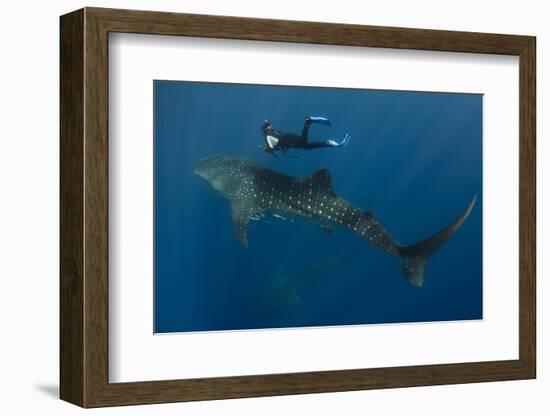 Whale Shark and Tourist. Cenderawasih Bay, West Papua, Indonesia-Pete Oxford-Framed Photographic Print