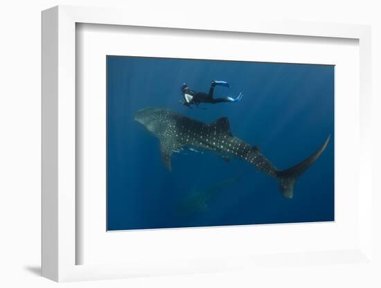 Whale Shark and Tourist. Cenderawasih Bay, West Papua, Indonesia-Pete Oxford-Framed Photographic Print