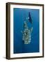 Whale Shark and Tourist. Cenderawasih Bay, West Papua, Indonesia-Pete Oxford-Framed Photographic Print