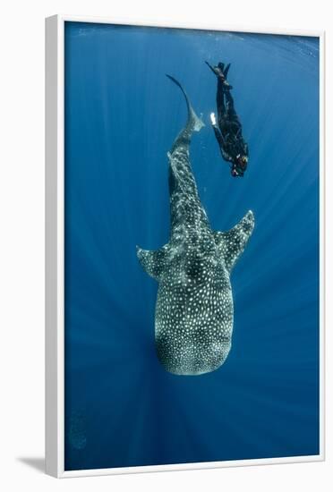 Whale Shark and Tourist. Cenderawasih Bay, West Papua, Indonesia-Pete Oxford-Framed Photographic Print