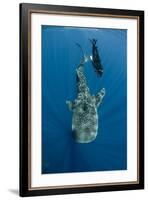 Whale Shark and Tourist. Cenderawasih Bay, West Papua, Indonesia-Pete Oxford-Framed Photographic Print