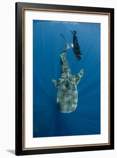 Whale Shark and Tourist. Cenderawasih Bay, West Papua, Indonesia-Pete Oxford-Framed Photographic Print