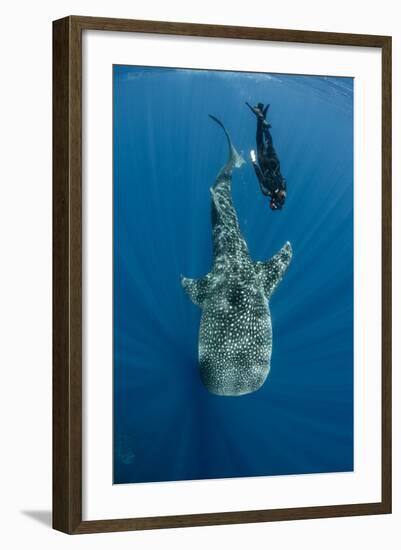 Whale Shark and Tourist. Cenderawasih Bay, West Papua, Indonesia-Pete Oxford-Framed Photographic Print