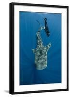 Whale Shark and Tourist. Cenderawasih Bay, West Papua, Indonesia-Pete Oxford-Framed Photographic Print