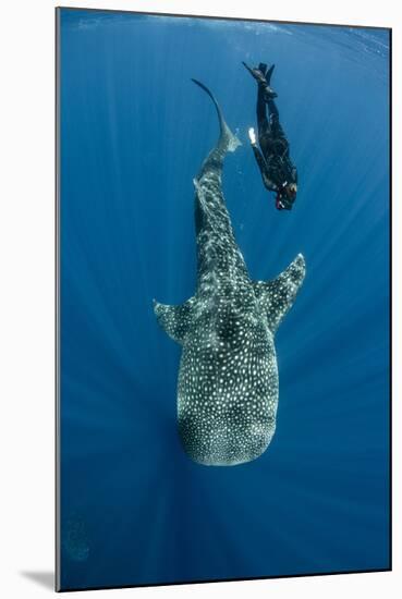 Whale Shark and Tourist. Cenderawasih Bay, West Papua, Indonesia-Pete Oxford-Mounted Photographic Print