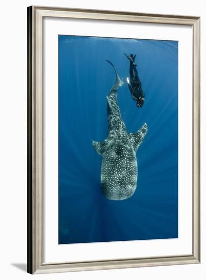 Whale Shark and Tourist. Cenderawasih Bay, West Papua, Indonesia-Pete Oxford-Framed Photographic Print