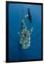 Whale Shark and Tourist. Cenderawasih Bay, West Papua, Indonesia-Pete Oxford-Framed Photographic Print