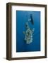 Whale Shark and Tourist. Cenderawasih Bay, West Papua, Indonesia-Pete Oxford-Framed Photographic Print