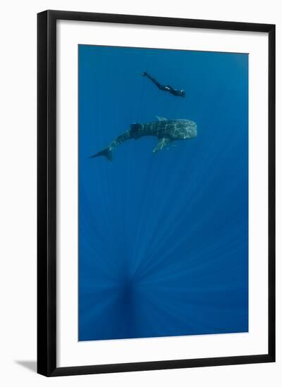 Whale Shark and Tourist. Cenderawasih Bay, West Papua, Indonesia-Pete Oxford-Framed Photographic Print