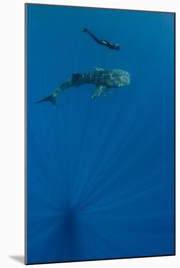 Whale Shark and Tourist. Cenderawasih Bay, West Papua, Indonesia-Pete Oxford-Mounted Photographic Print