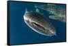 Whale Shark, Cenderawasih Bay, West Papua, Indonesia-Pete Oxford-Framed Stretched Canvas