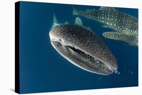 Whale Shark, Cenderawasih Bay, West Papua, Indonesia-Pete Oxford-Stretched Canvas