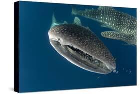 Whale Shark, Cenderawasih Bay, West Papua, Indonesia-Pete Oxford-Stretched Canvas