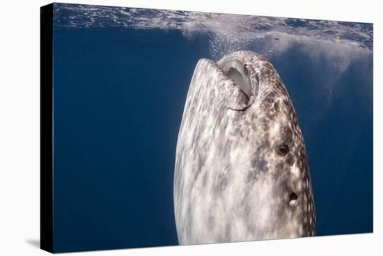 Whale Shark, Cenderawasih Bay, West Papua, Indonesia-Pete Oxford-Stretched Canvas