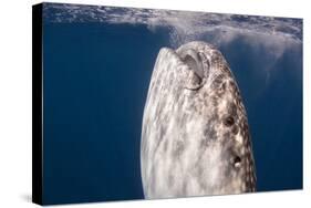 Whale Shark, Cenderawasih Bay, West Papua, Indonesia-Pete Oxford-Stretched Canvas