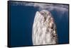 Whale Shark, Cenderawasih Bay, West Papua, Indonesia-Pete Oxford-Framed Stretched Canvas