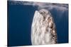 Whale Shark, Cenderawasih Bay, West Papua, Indonesia-Pete Oxford-Stretched Canvas