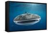 Whale Shark, Cenderawasih Bay, West Papua, Indonesia-Pete Oxford-Framed Stretched Canvas