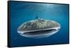 Whale Shark, Cenderawasih Bay, West Papua, Indonesia-Pete Oxford-Framed Stretched Canvas