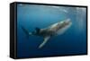 Whale Shark, Cenderawasih Bay, West Papua, Indonesia-Pete Oxford-Framed Stretched Canvas