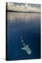 Whale Shark, Cenderawasih Bay, West Papua, Indonesia-Pete Oxford-Stretched Canvas