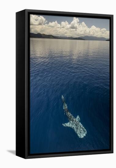 Whale Shark, Cenderawasih Bay, West Papua, Indonesia-Pete Oxford-Framed Stretched Canvas