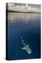 Whale Shark, Cenderawasih Bay, West Papua, Indonesia-Pete Oxford-Stretched Canvas