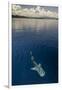 Whale Shark, Cenderawasih Bay, West Papua, Indonesia-Pete Oxford-Framed Premium Photographic Print