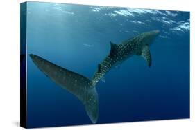 Whale Shark, Cenderawasih Bay, West Papua, Indonesia-Pete Oxford-Stretched Canvas
