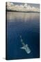 Whale Shark, Cenderawasih Bay, West Papua, Indonesia-Pete Oxford-Stretched Canvas