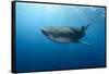 Whale Shark, Cenderawasih Bay, West Papua, Indonesia-Pete Oxford-Framed Stretched Canvas