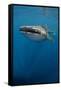 Whale Shark, Cenderawasih Bay, West Papua, Indonesia-Pete Oxford-Framed Stretched Canvas