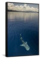 Whale Shark, Cenderawasih Bay, West Papua, Indonesia-Pete Oxford-Framed Stretched Canvas