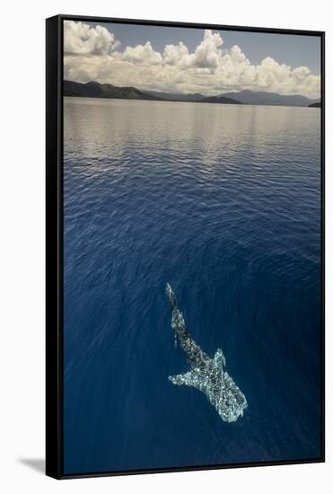 Whale Shark, Cenderawasih Bay, West Papua, Indonesia-Pete Oxford-Framed Stretched Canvas