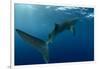 Whale Shark, Cenderawasih Bay, West Papua, Indonesia-Pete Oxford-Framed Premium Photographic Print