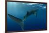 Whale Shark, Cenderawasih Bay, West Papua, Indonesia-Pete Oxford-Framed Premium Photographic Print