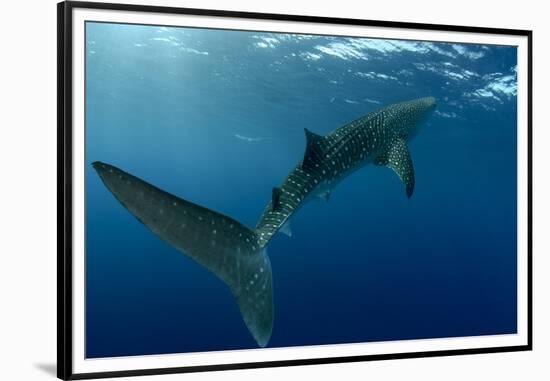 Whale Shark, Cenderawasih Bay, West Papua, Indonesia-Pete Oxford-Framed Premium Photographic Print