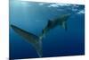 Whale Shark, Cenderawasih Bay, West Papua, Indonesia-Pete Oxford-Mounted Premium Photographic Print