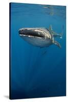 Whale Shark, Cenderawasih Bay, West Papua, Indonesia-Pete Oxford-Stretched Canvas