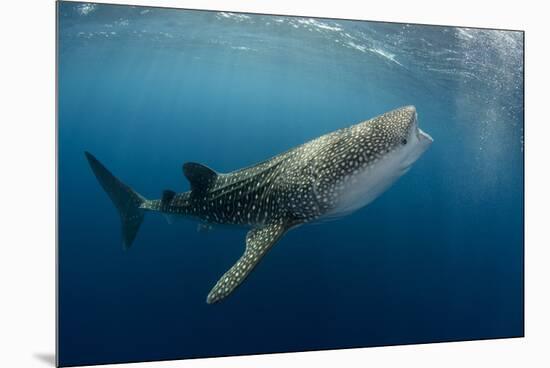 Whale Shark, Cenderawasih Bay, West Papua, Indonesia-Pete Oxford-Mounted Premium Photographic Print