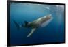 Whale Shark, Cenderawasih Bay, West Papua, Indonesia-Pete Oxford-Framed Premium Photographic Print