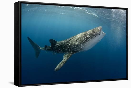 Whale Shark, Cenderawasih Bay, West Papua, Indonesia-Pete Oxford-Framed Stretched Canvas